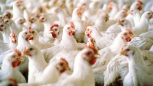 Bird flu resolved in Isabela town; surveillance continues in Cauayan City, Cotabato provinces
